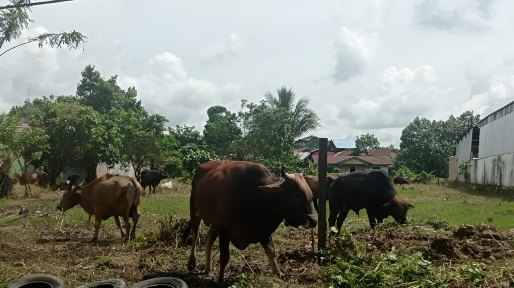Foto: Sapi di Kabupaten Kutai Kartanegara (Kukar) diambil sampel darahnya untuk memastikan tidak adanya indikasi Penyakit Mulut dan Kaki (PMK).