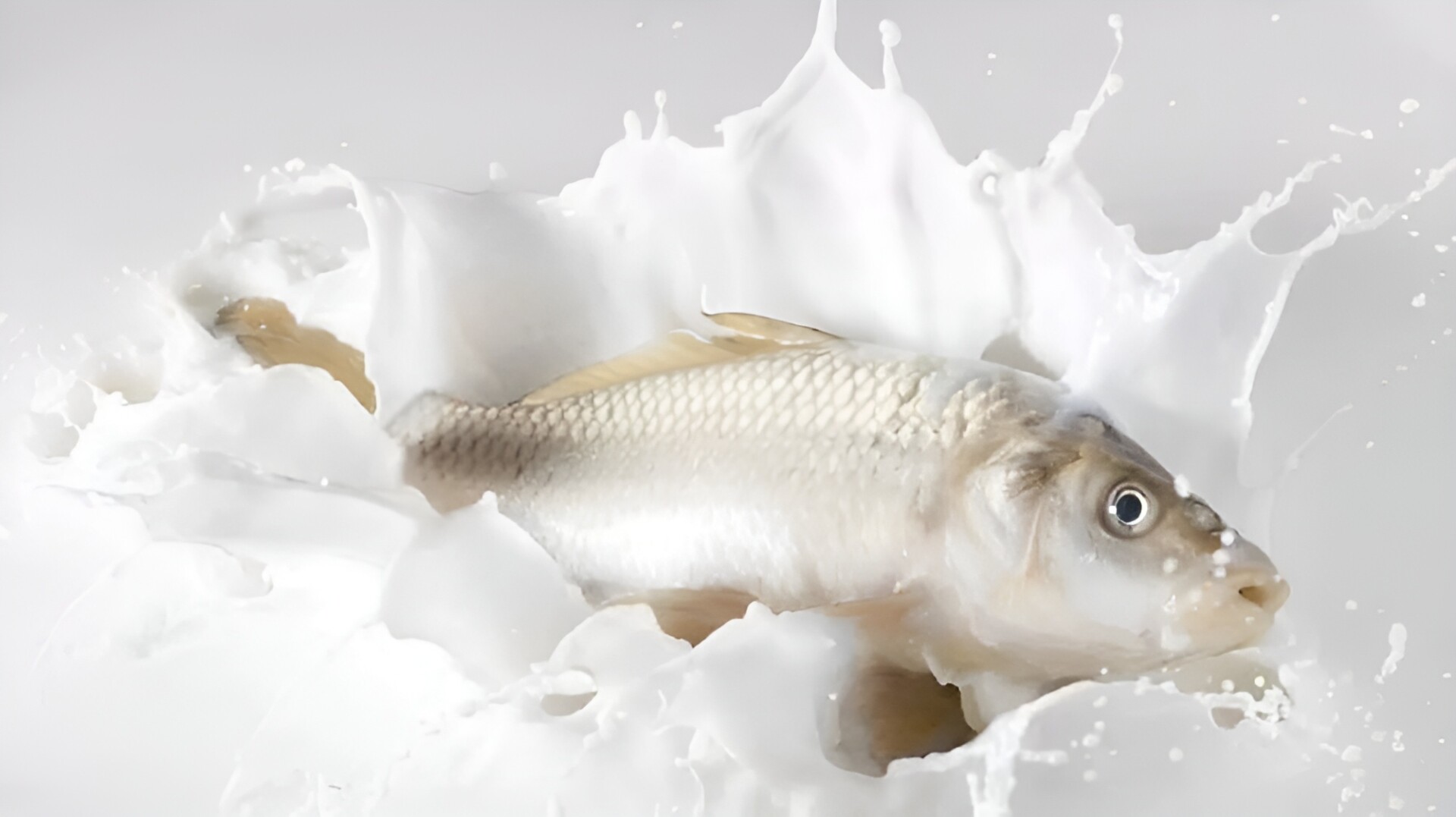 Foto: Ilustrasi Susu Ikan.