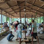 Nutuk Beham Bukan Sekadar Tradisi, Simbol Kehidupan dan Harmoni Alam Masyarakat Adat