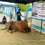 Sapi Kurban Presiden Diserahkan ke Masjid Sajid Tenggarong, Daging Dibagikan untuk Ribuan Warga