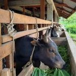 BUMDes Loa Ulung Kesulitan Pasarkan Sapi, Dua Ekor Masih Dipelihara